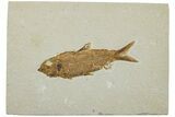 Detailed Fossil Fish (Knightia) - Wyoming #227465-1
